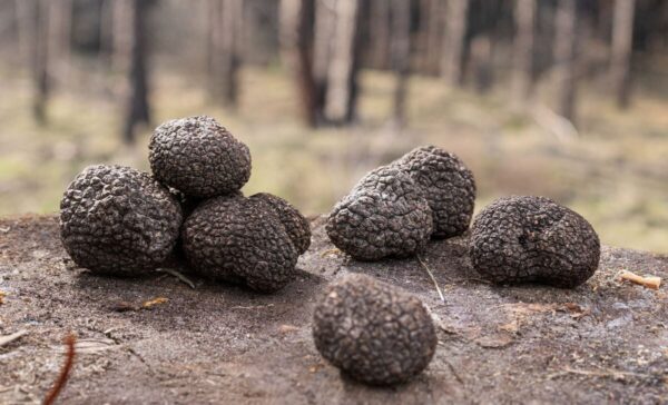 black truffles recipes and uses