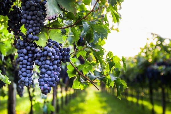 chianti wine main img