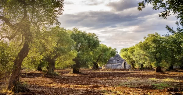 olivi puglia itria valley private tour luxury tour olive grove trullo