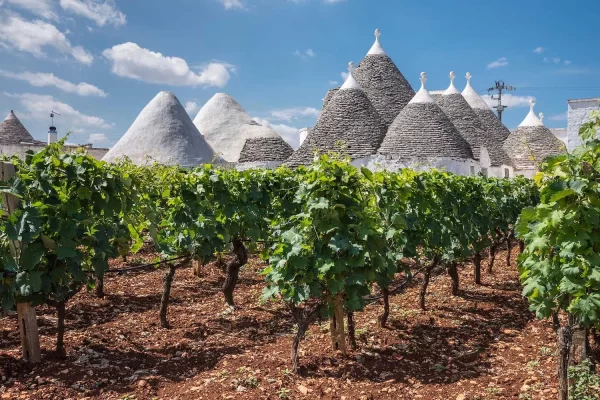puglia trulli vineyards alberobello wine region