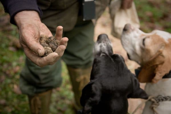 truffle hunting 1 tJg