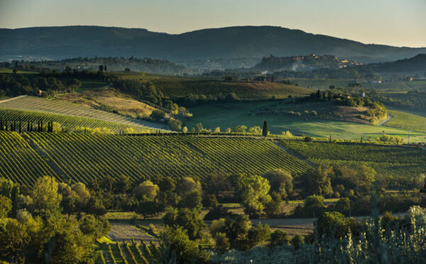 vineyard tuscany montepulciano 899x558