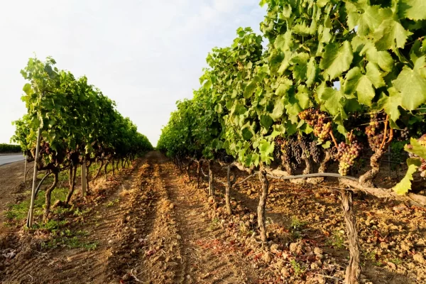 vineyards itria valley ostuni puglia private luxury tour grapes grapevines