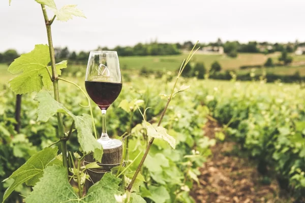barolo langhe piedmont private tour luxury tour red wine vineyard