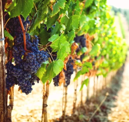 tuscany red grapes vineyard sangiovese cluster.