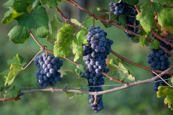 barolo piedmont private tour grapes vineyard nebbiolo