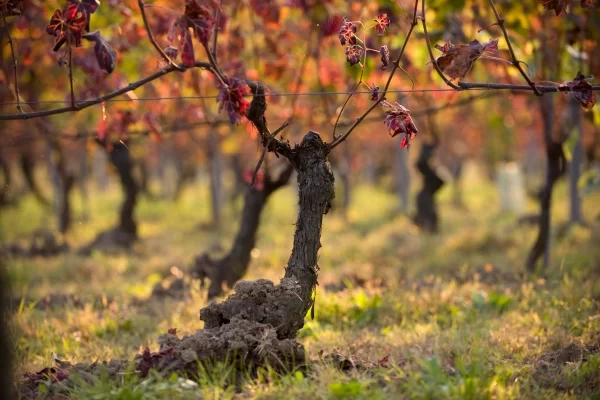 barolo piedmont private tour vineyard autumn