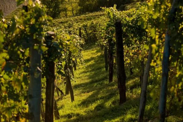 barolo piedmont private tour vineyard grapevines