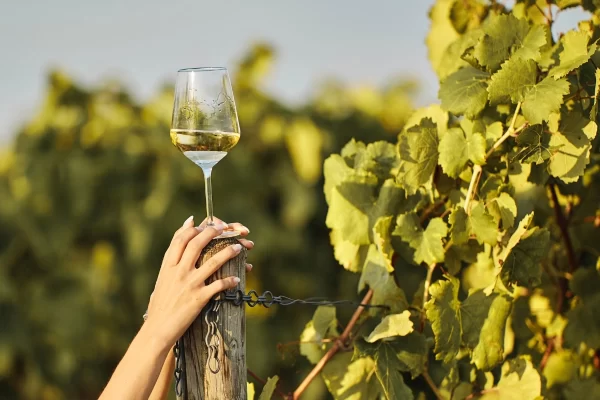 mount etna private tour wine glass vineyard
