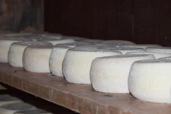 tuscany artisanal cheese aging cellar pecorino